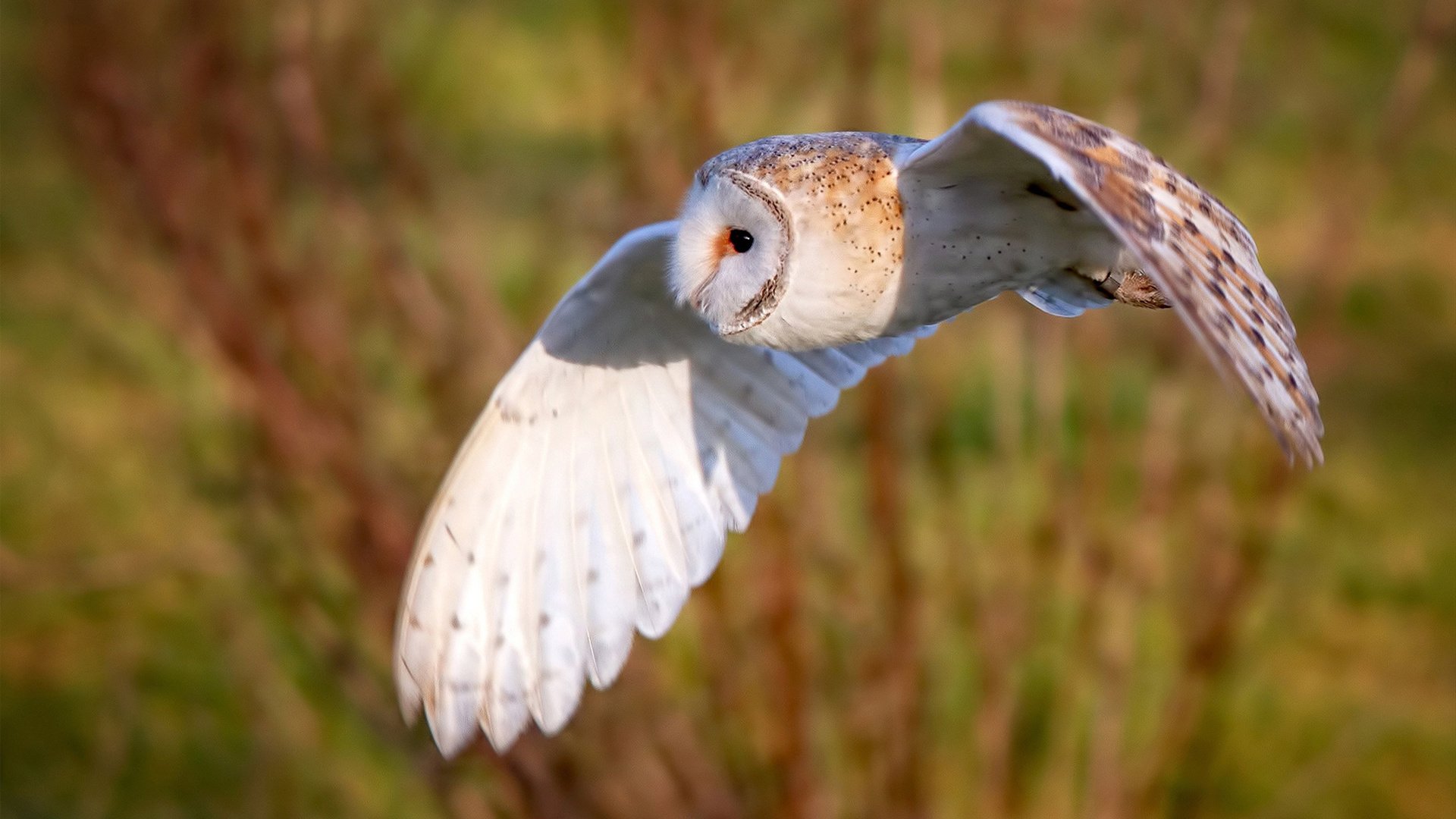 世俱杯2025-爵士打穿掘金，杰伦·格林如何从新星蜕变为关键先生？