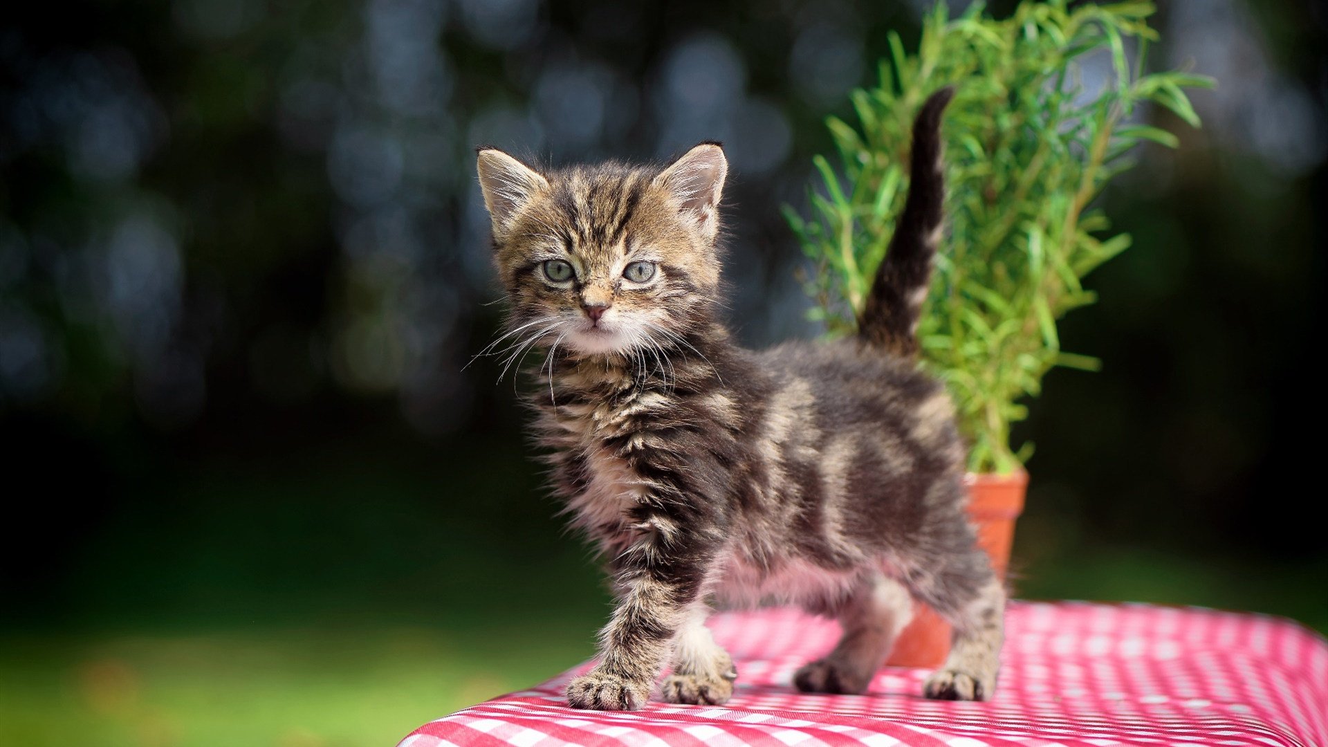 羽翼下的重压与孤星的破晓,当集体钢铁遇上个体烈焰