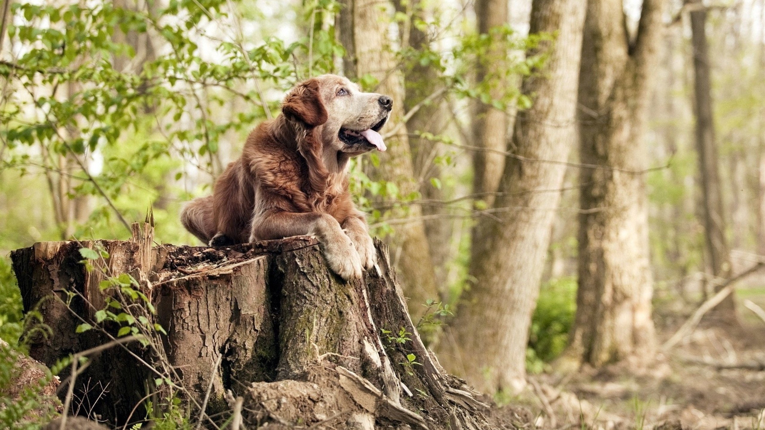 绝地反击！骑士上演惊天逆转，利拉德神级表现铸就传奇之夜