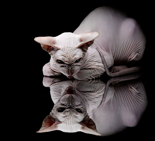 世俱杯参赛资格-横扫与接管，季后赛的双重奏鸣曲