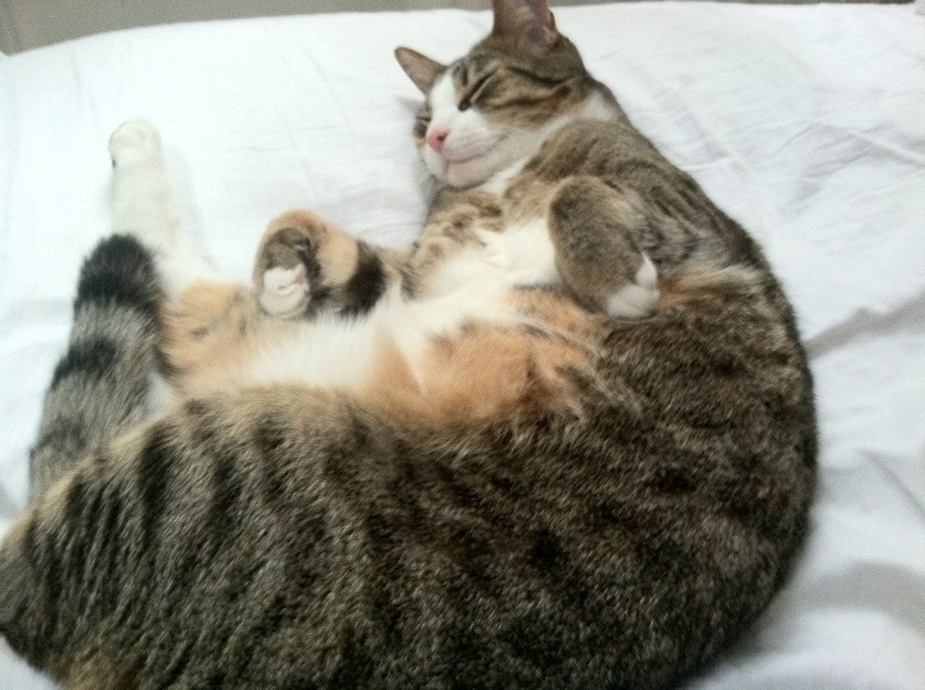 世俱杯决赛-加维爆发闪耀欧洲赛场，莱比锡红牛全面压制日本队纪实