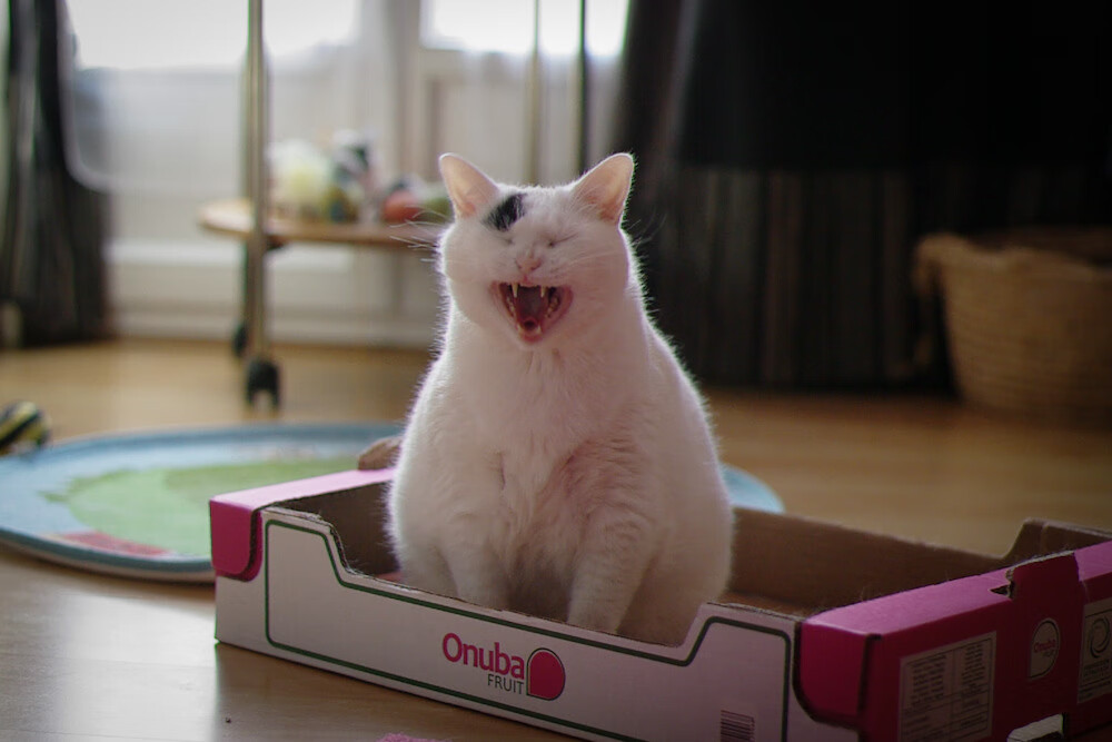 魔术爆冷灰熊,武切维奇关键球定乾坤