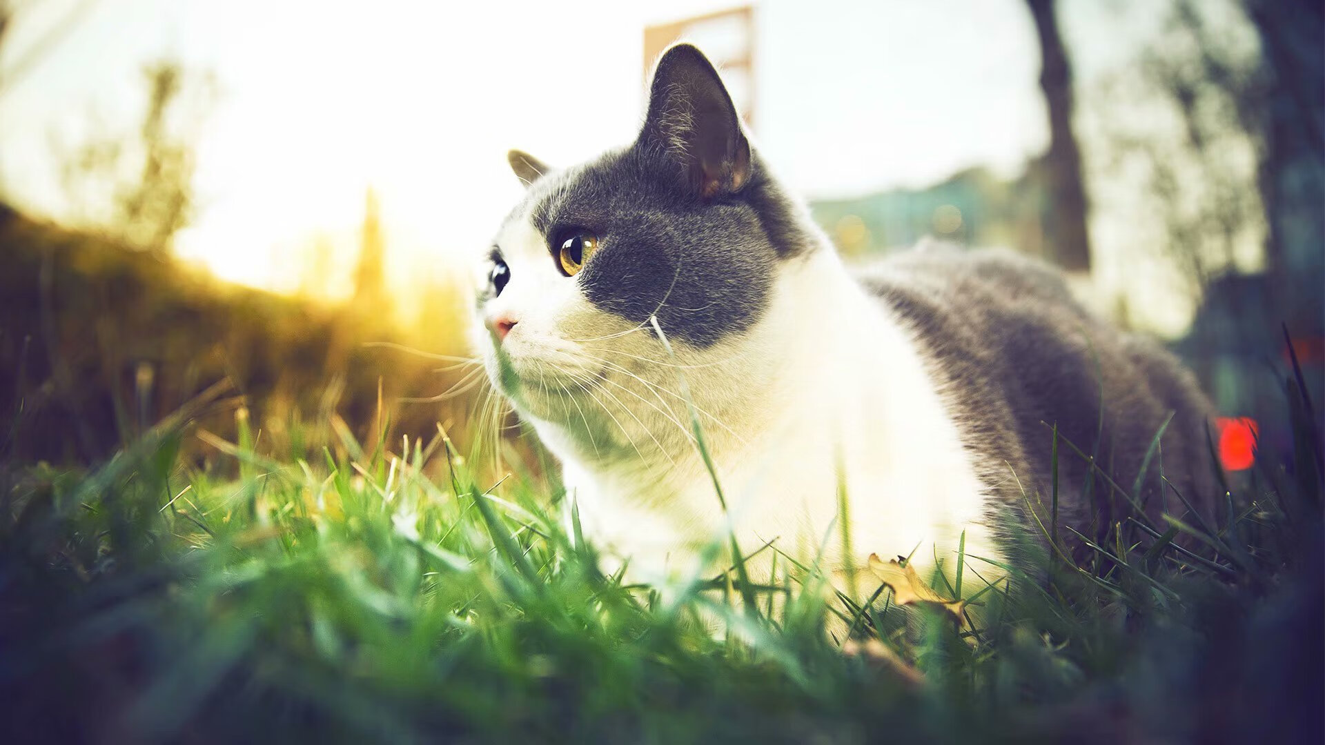 世俱杯时间-猛龙三分雨淹没东北虎，贝恩关键回合尽显冷血杀手本色