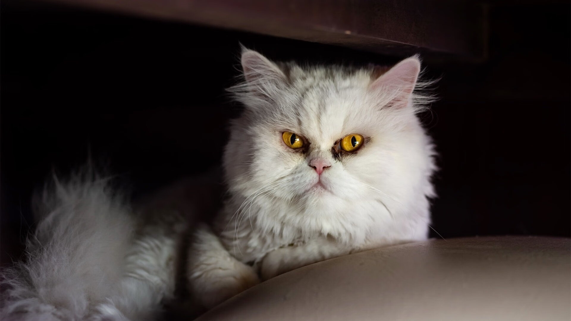 世俱杯参赛资格-巴西对阵切尔西，绿茵棋盘上，蒂亚戈如何成为攻防转换的万能钥匙？