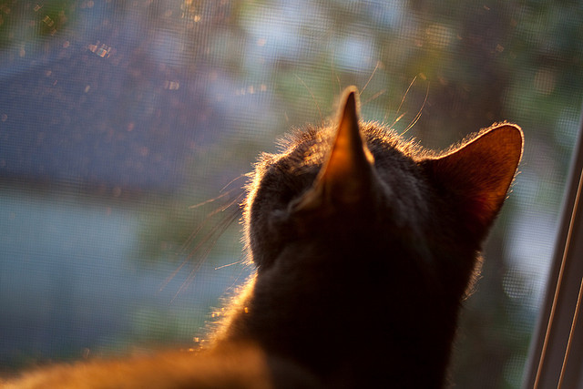 绿茵方程式，当埃及在F1街道赛用高压逼抢战术彻底绞杀波兰