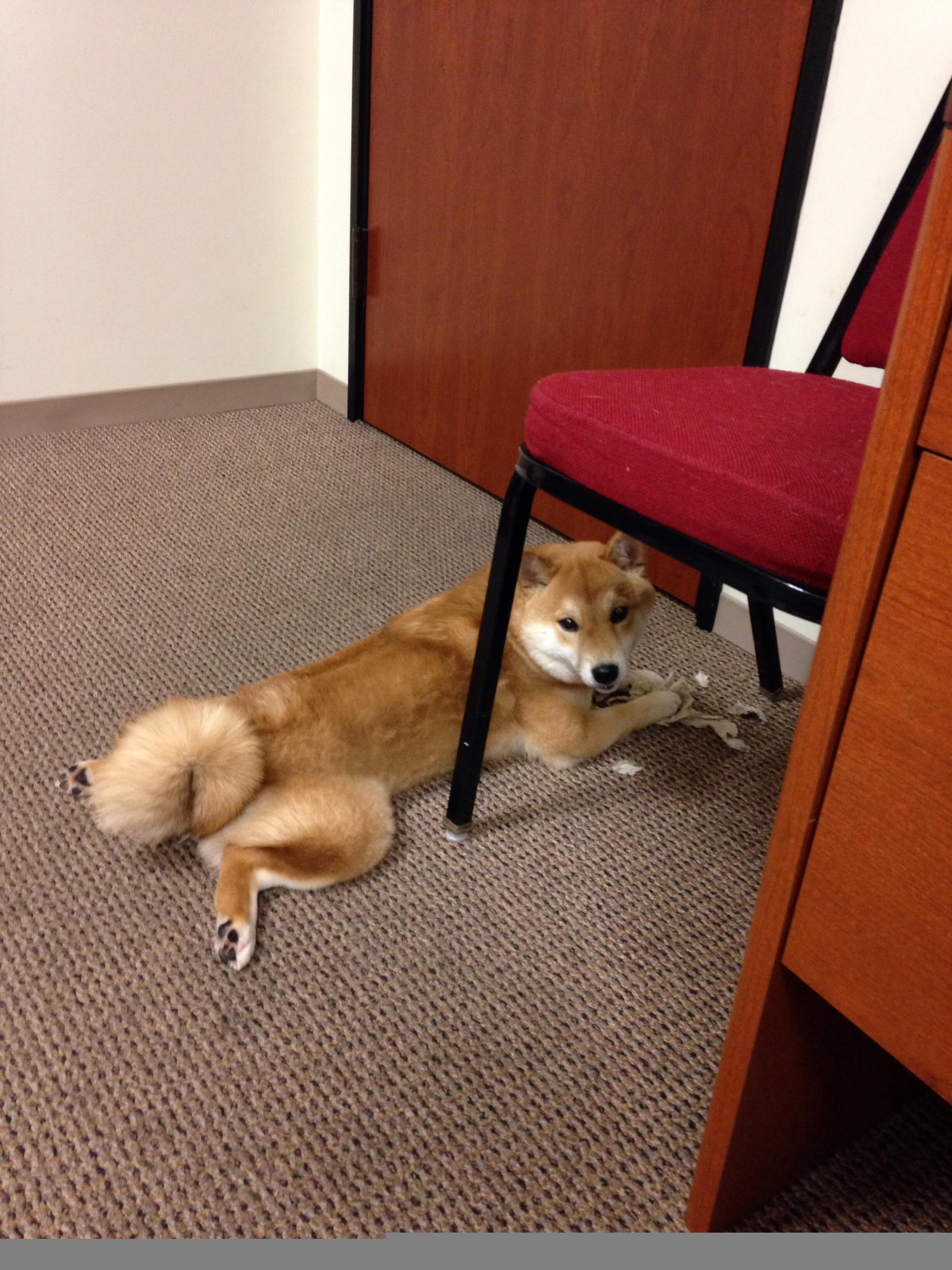 米切尔末节封神!独行侠逆转黄蜂取关键胜利