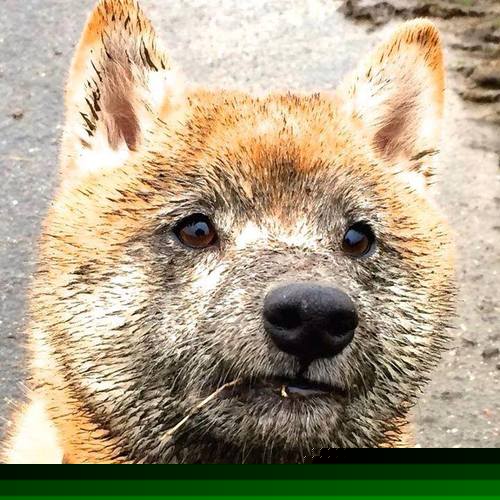 死神时刻，利拉德撕裂寂静的枪响