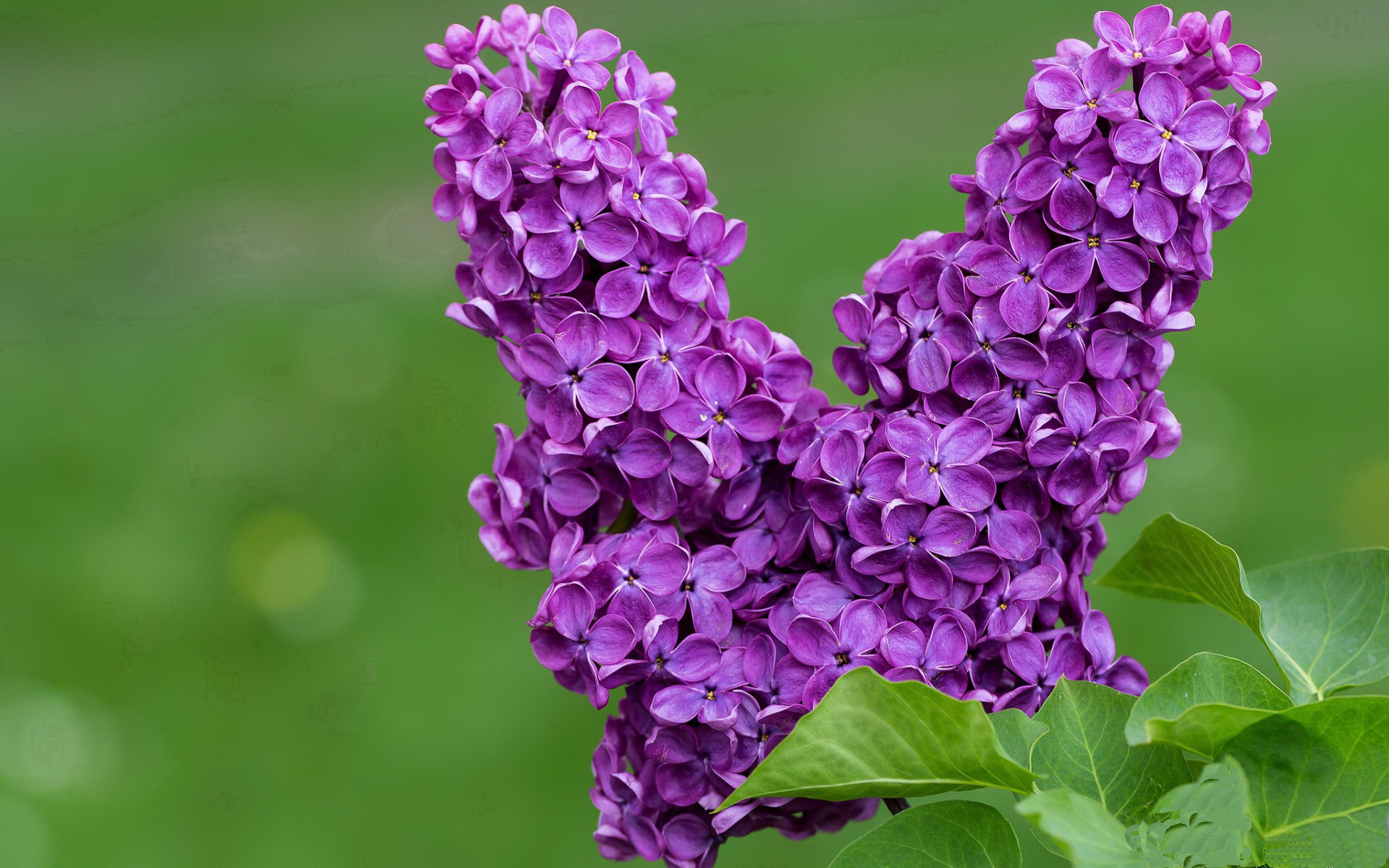 荷兰旋风席卷贝蒂斯,福登闪耀定乾坤