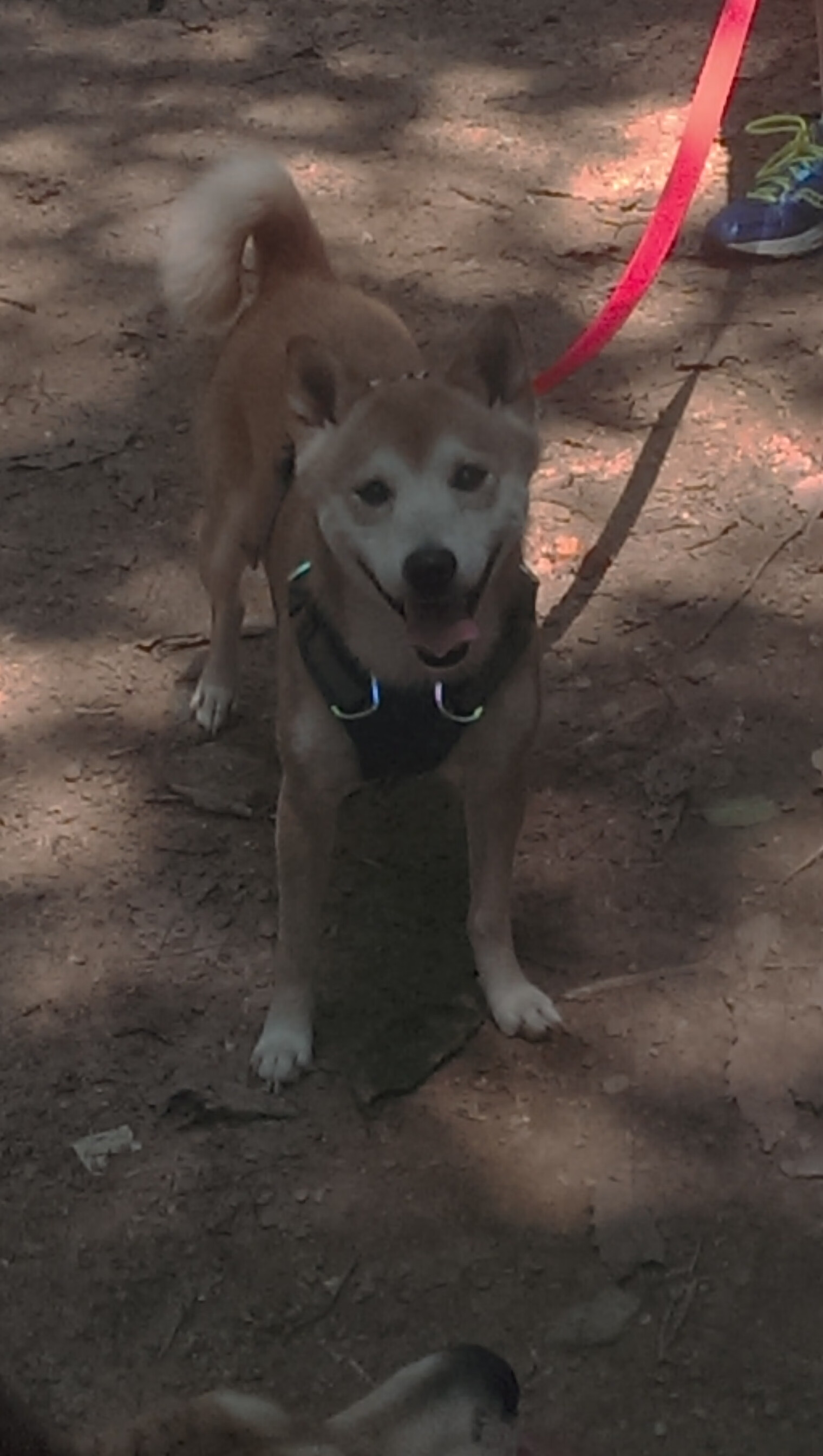 世俱杯奖金-终场哨响前的回响，法比尼奥在罗马与墨西哥之战中定义伟大