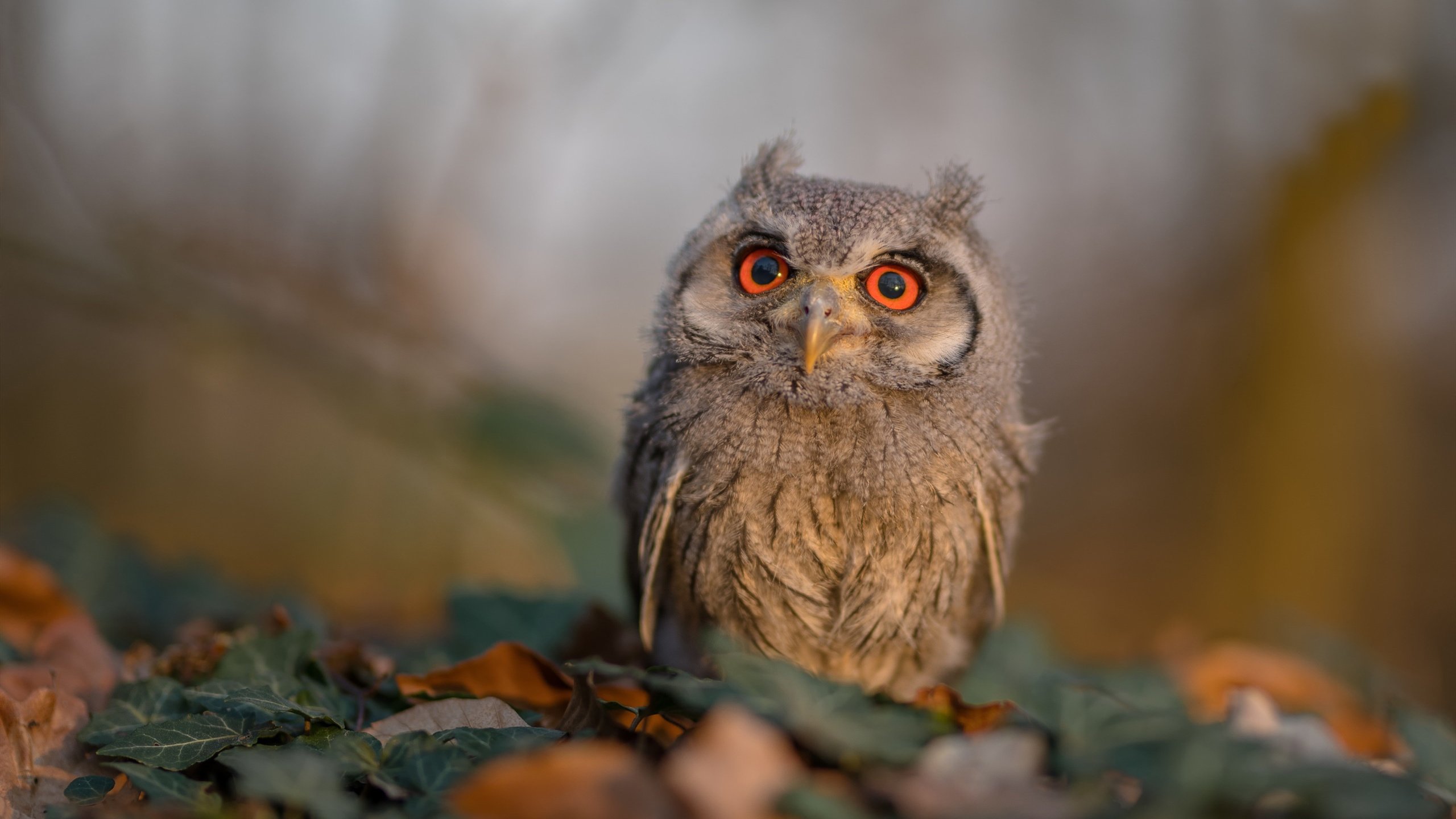 卡马文加闪耀全场，多特蒙德与卡塔尔友谊赛激战成焦点