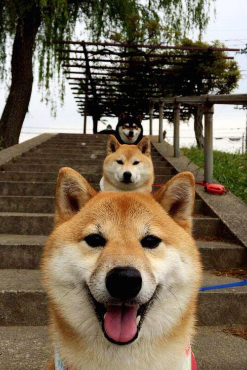 绿茵奇迹，埃及法老欧冠赛场逆转委内瑞拉风暴