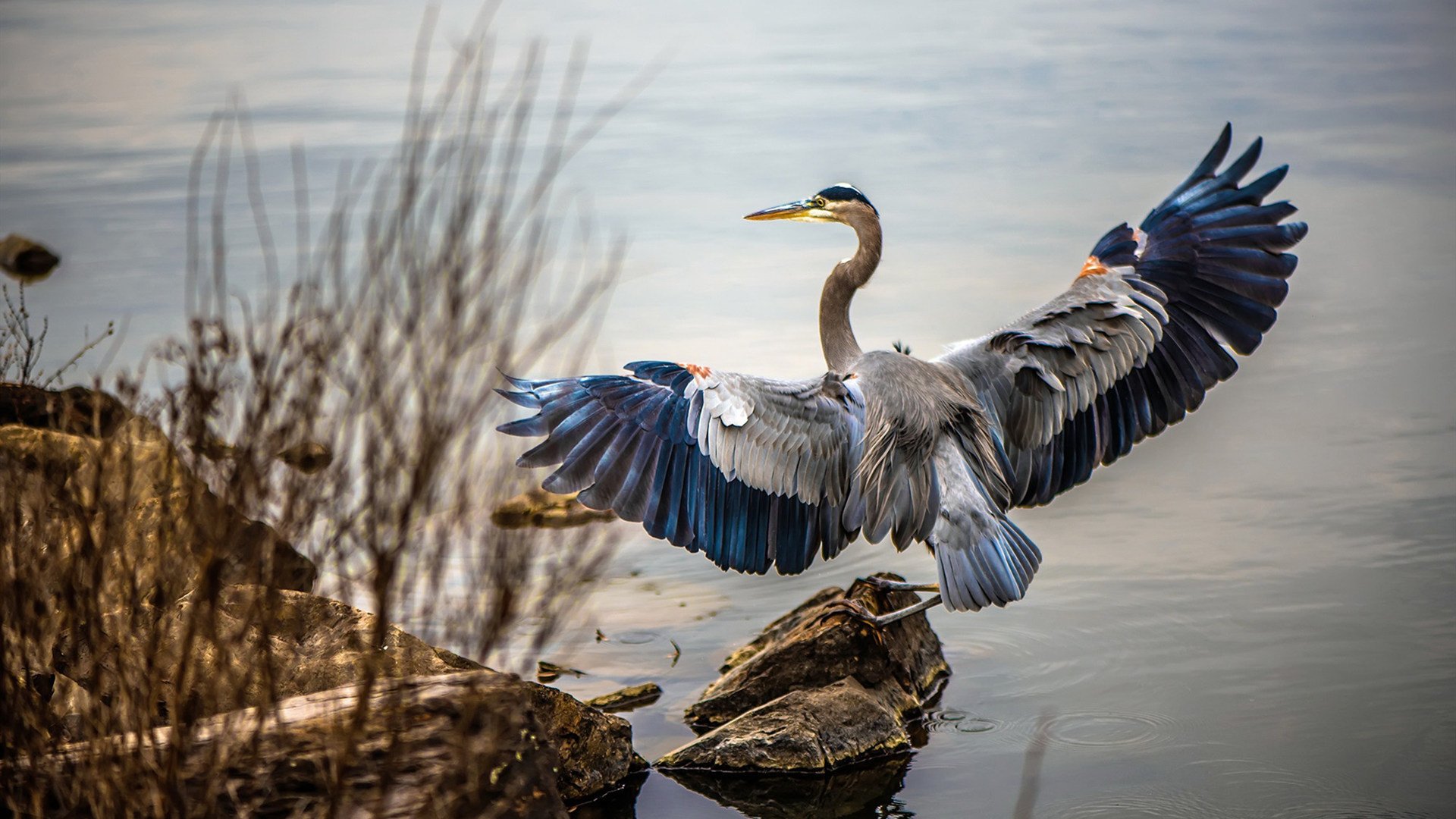 世俱杯奖金-双星闪耀，悬念终结，一个足球之夜的胜利与哀歌