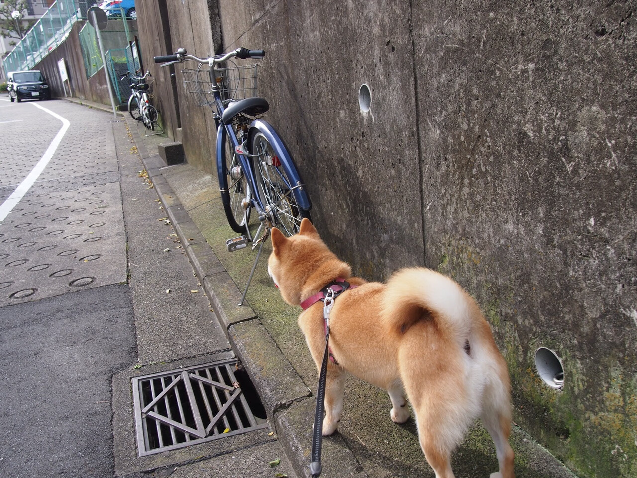 世俱杯改制-布克决胜时刻展锋芒，新疆队争冠战力克国王迎曙光
