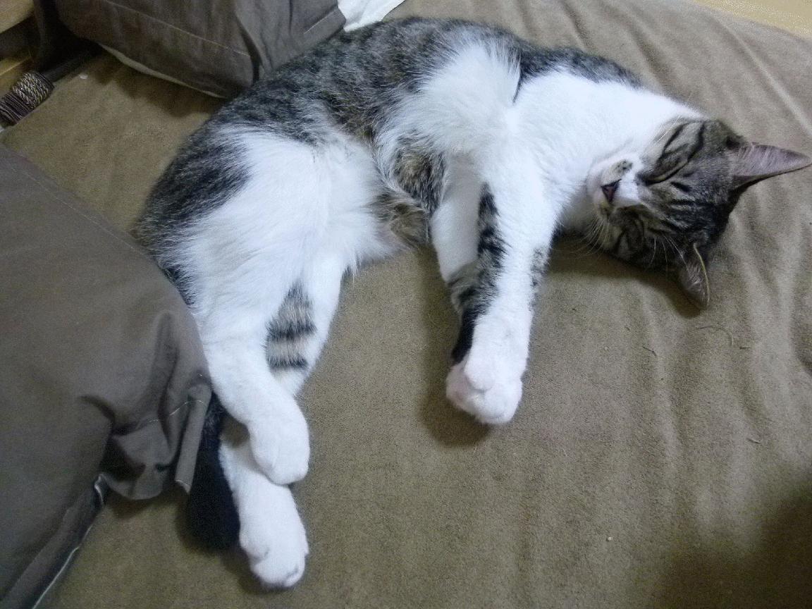 竞技之美,无处不在,从爵士轻取山西到拉梅洛街道赛称王