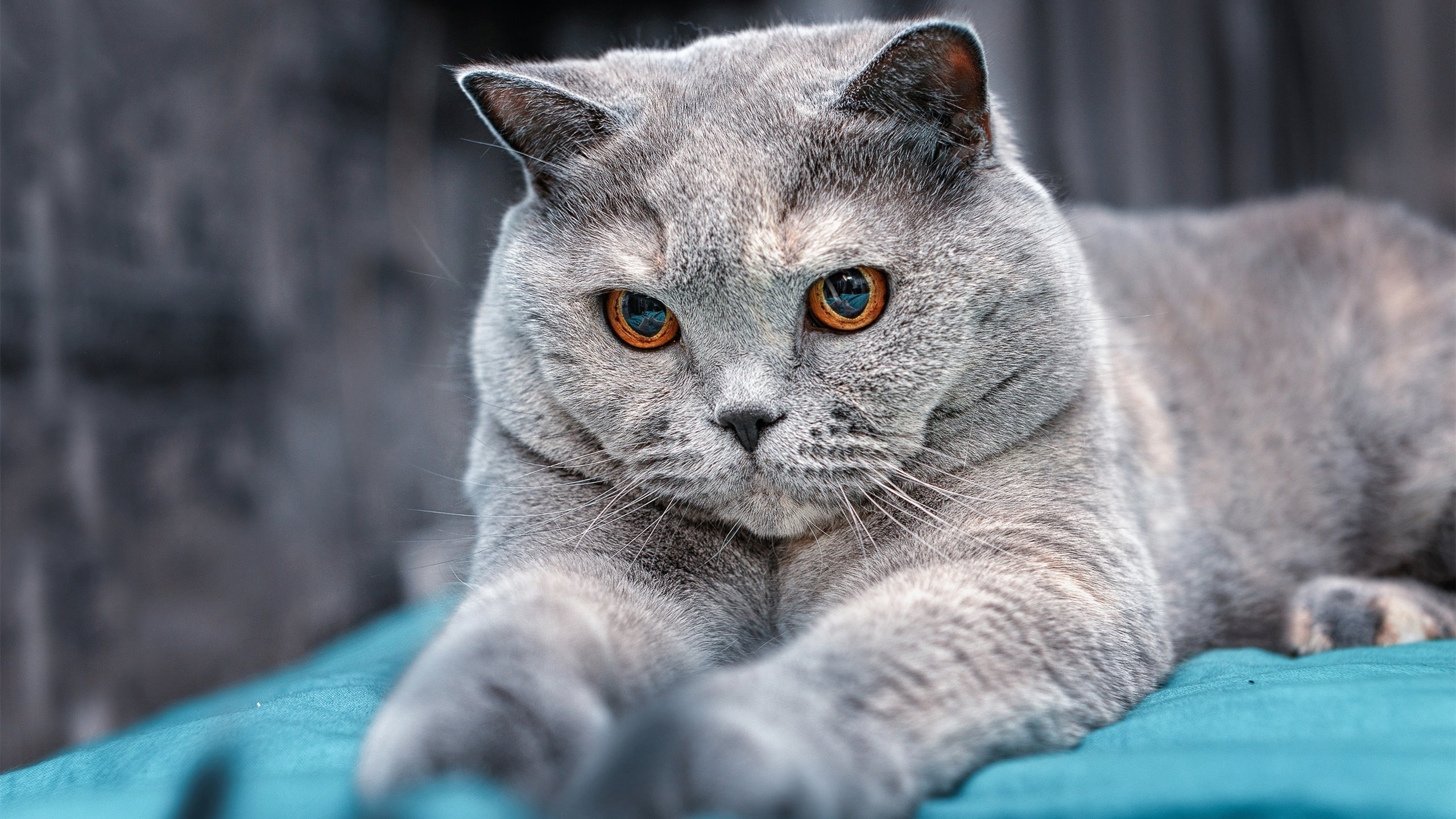 团队之力轻取雄鹿，个人英雄抢七定局，季后赛的双重奏