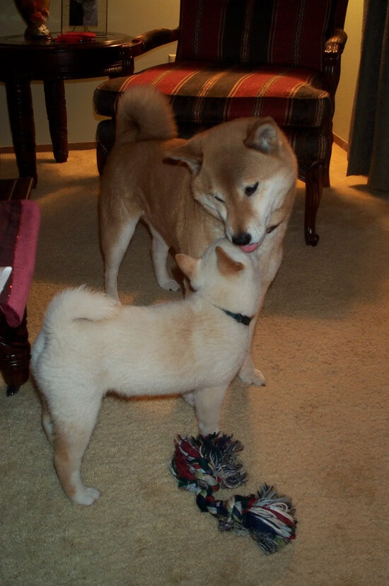 世俱杯赛程-数据全面爆炸！凯塞多闪耀全场，拉齐奥客场击败尼斯