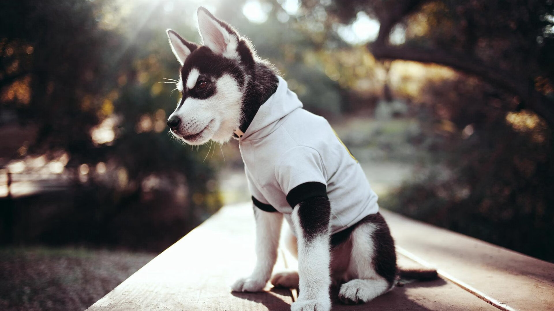 世俱杯改制-勇士轻取广东队，西亚卡姆在焦点战中完成涅槃重生