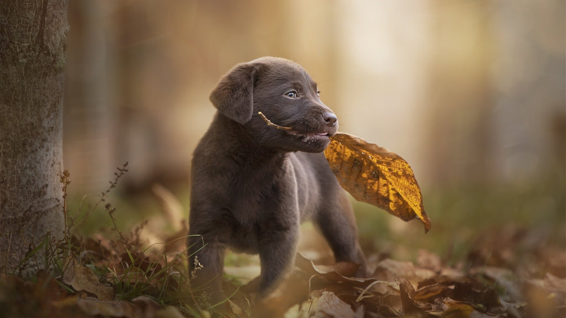 灰熊狂飙撕裂广厦，莫兰特末节封神锁定乾坤