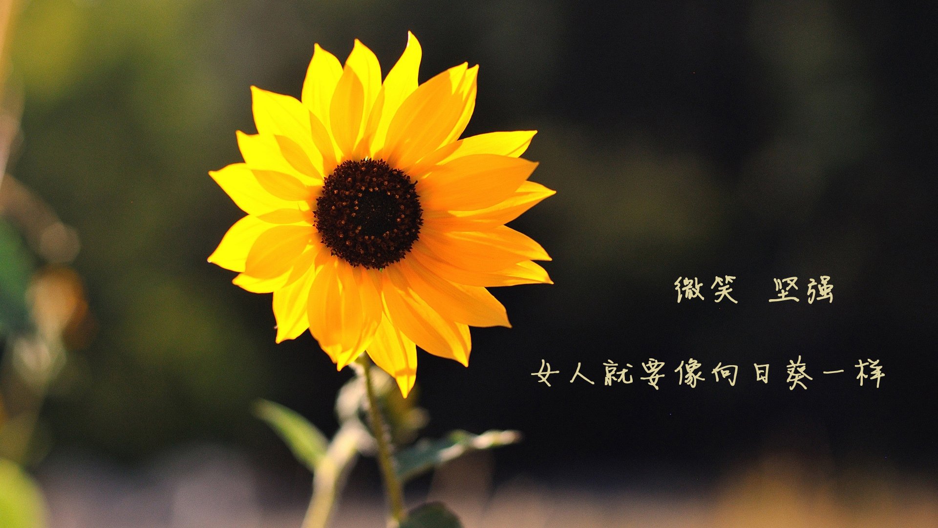 世俱杯参赛资格-奇幻的三角，姆巴佩在2026世界杯D组扮演罗马尼亚vs摩洛哥这一局的隐形支点