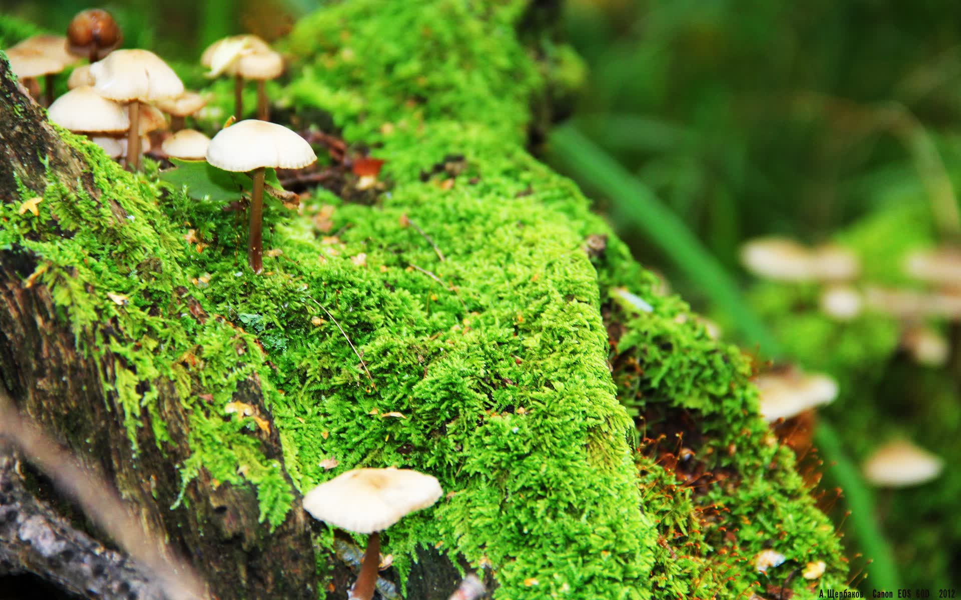红魔狂飙突进,比利时大胜突尼斯,哈兰德独造三球成G组焦点战主宰